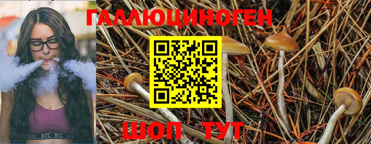 Галлюциногенные грибы GOLDEN TEACHER  купить закладку  Хабаровск  Вход с VPN 